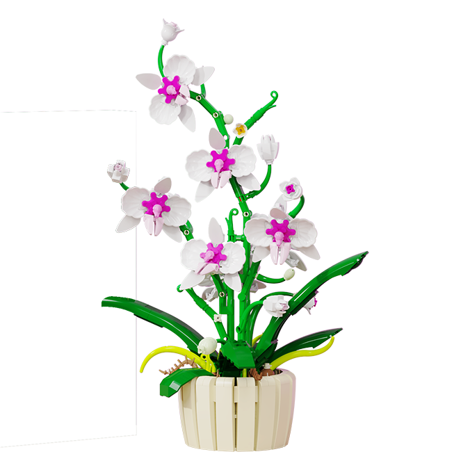 兰花 13048