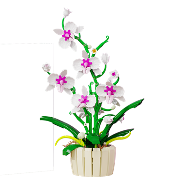 orchid 13048
