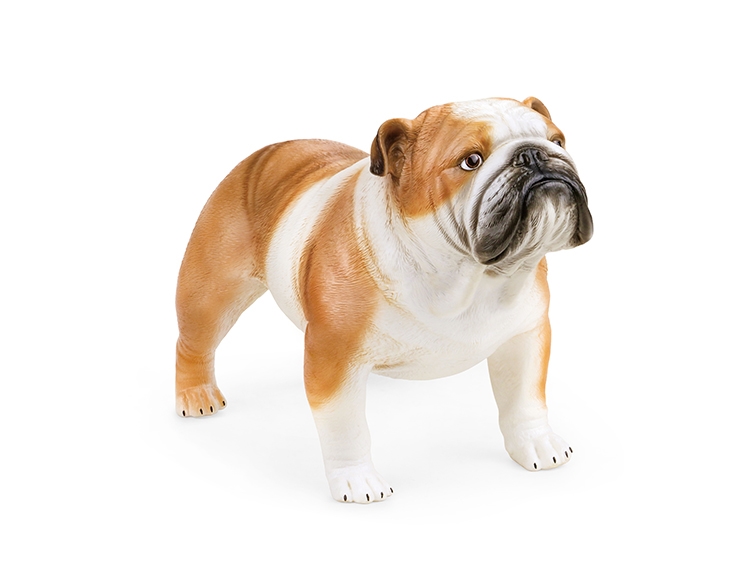 英国斗牛犬 X114