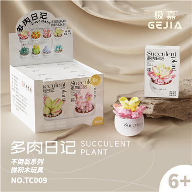 succulent plant TC009