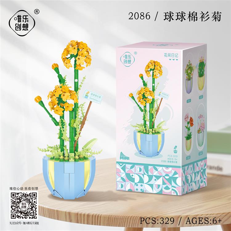 球球绵杉菊 2086