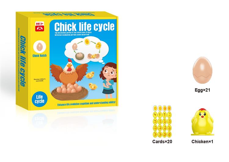 小鸡生命周期 JY1143221         